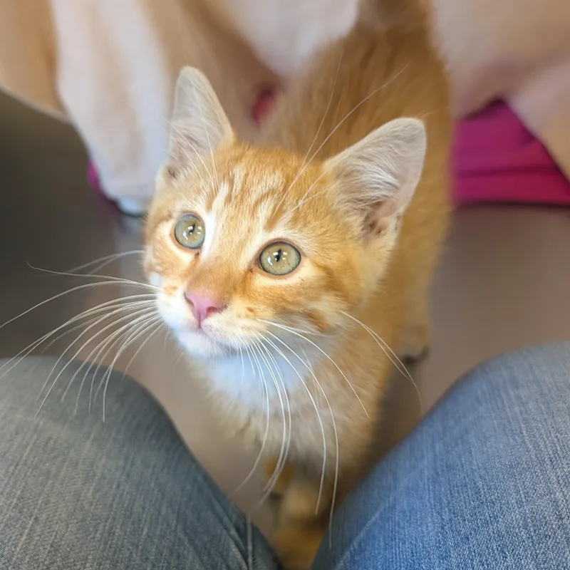 A baby medium-sized male Tabby (Orange / Red) Domestic Short Hair cat named Micro  Reduced Fee for adoption in Jefferson, WI