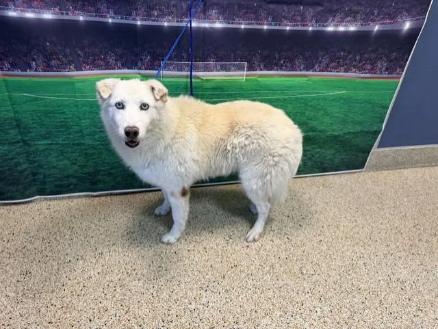 An adult large-sized female Siberian Husky dog named Gia for adoption in Miami, FL