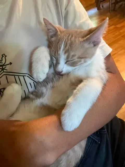 A baby medium-sized male Domestic Short Hair cat named Sunny for adoption in Avondale, PA
