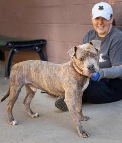 An adult medium-sized male Mixed Breed dog named Pupperoni for adoption in Chamblee, GA