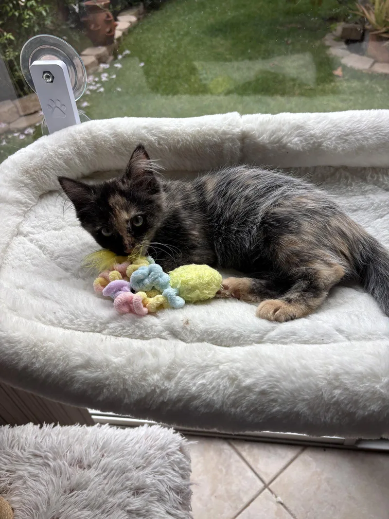 A baby medium-sized female Tortoiseshell cat named Black Star for adoption in Laguna Niguel, CA