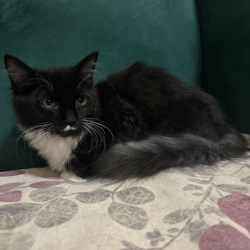 A baby small-sized female Black & White / Tuxedo Domestic Medium Hair cat named One Way for adoption in Richmond, VA