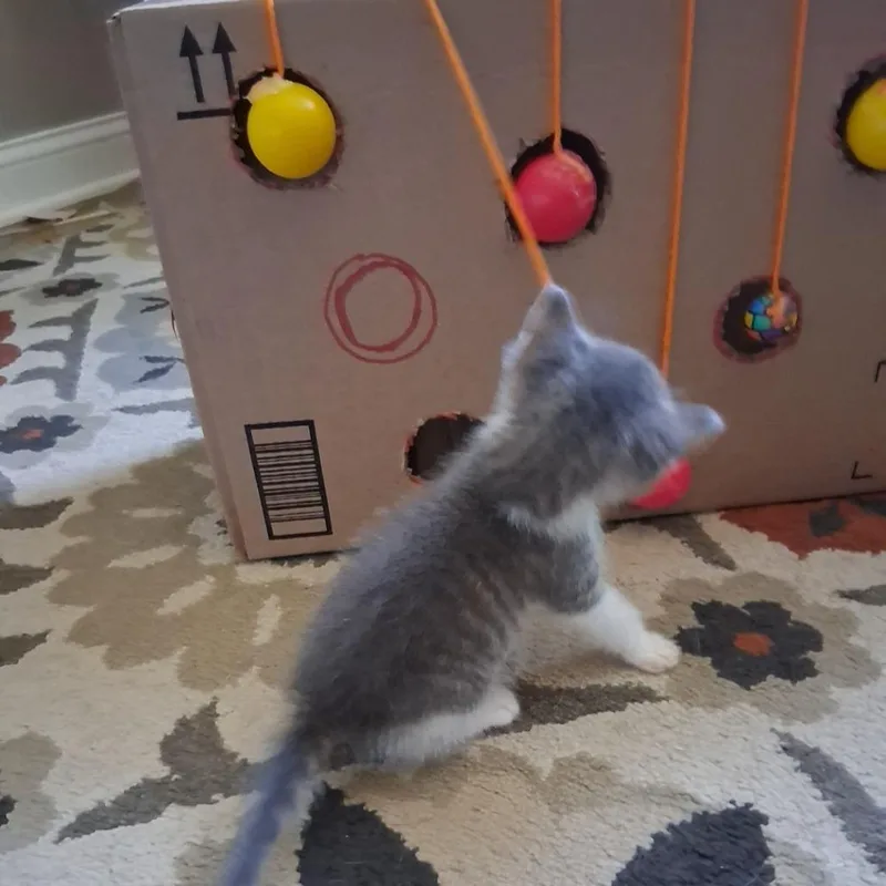 A baby small-sized male Gray / Blue / Silver Domestic Short Hair cat named Chase for adoption in Waukesha, WI
