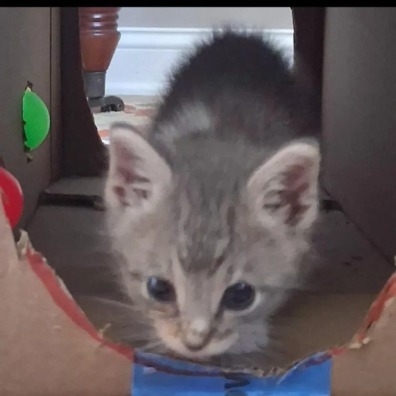 Chase thumbnail 2