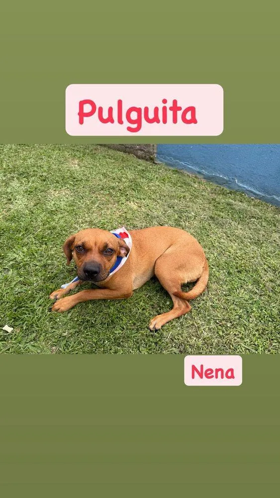 Pulguita thumbnail 2