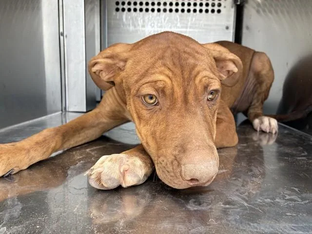 A baby large-sized female Pit Bull Terrier dog named Tender for adoption in Mesa, AZ