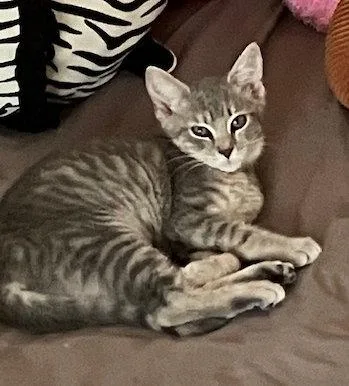 A baby medium-sized female Tabby cat named DanaC for adoption in Greenville, DE