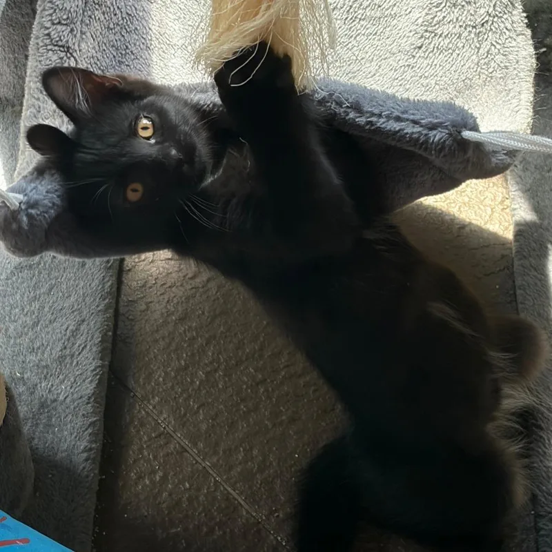 A baby small-sized male Black Domestic Short Hair cat named Skippy Squirrel for adoption in Evansville, IN