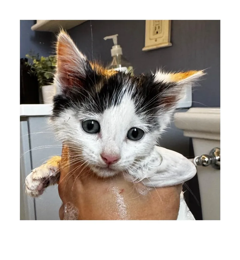 A baby small-sized female White Domestic Short Hair cat named Winnie for adoption in San Pedro, CA