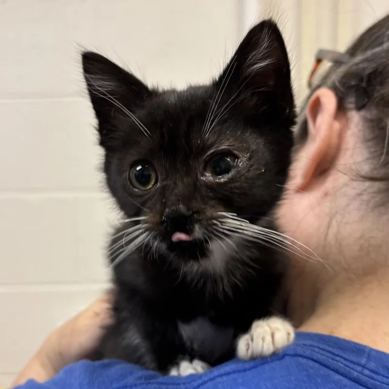 A baby small-sized male Black Domestic Short Hair cat named Summer Sausage for adoption in Wilmington, DE