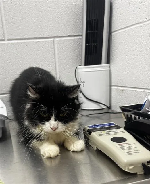 A young medium-sized female Domestic Short Hair cat named Salem for adoption in Upper Marlboro, MD