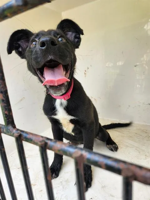 A young medium-sized female Pit Bull Terrier dog named Carmelia for adoption in Huntsville, AL