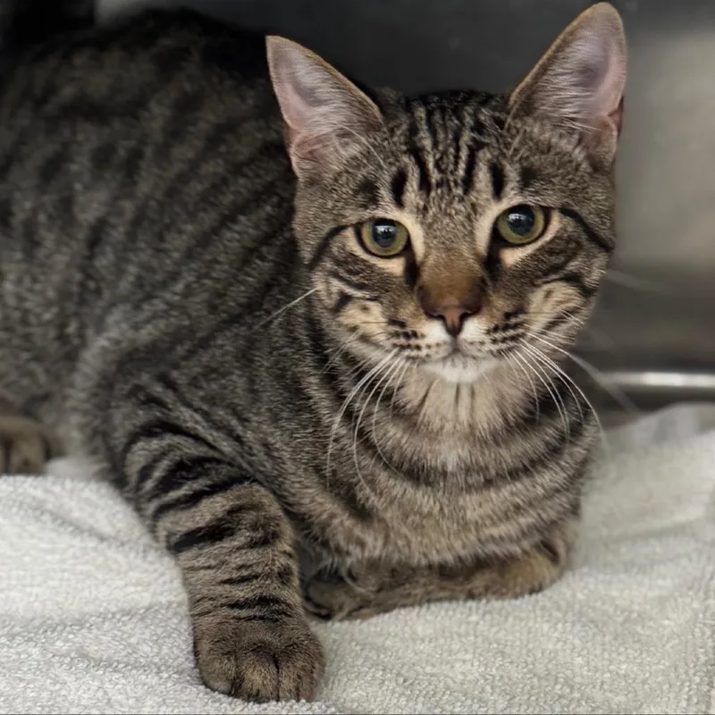 A young medium-sized male Brown / Chocolate Domestic Short Hair cat named Lettuce C for adoption in Minnetonka, MN