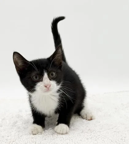 A baby small-sized male Domestic Short Hair cat named Benny for adoption in Bowling Green, KY