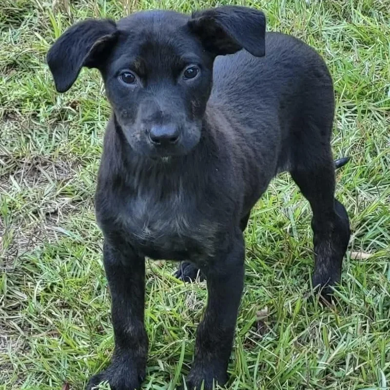 A baby medium-sized male Mixed Breed dog named Mabry for adoption in Groveland, MA