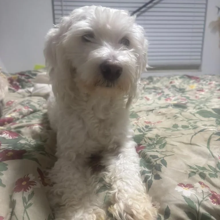 A baby small-sized male White / Cream Cavapoo dog named Mickey for adoption in Miami, FL
