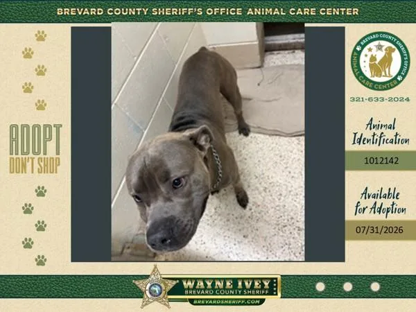 An adult large-sized male Mixed Breed dog named Rubeus for adoption in Melbourne, FL