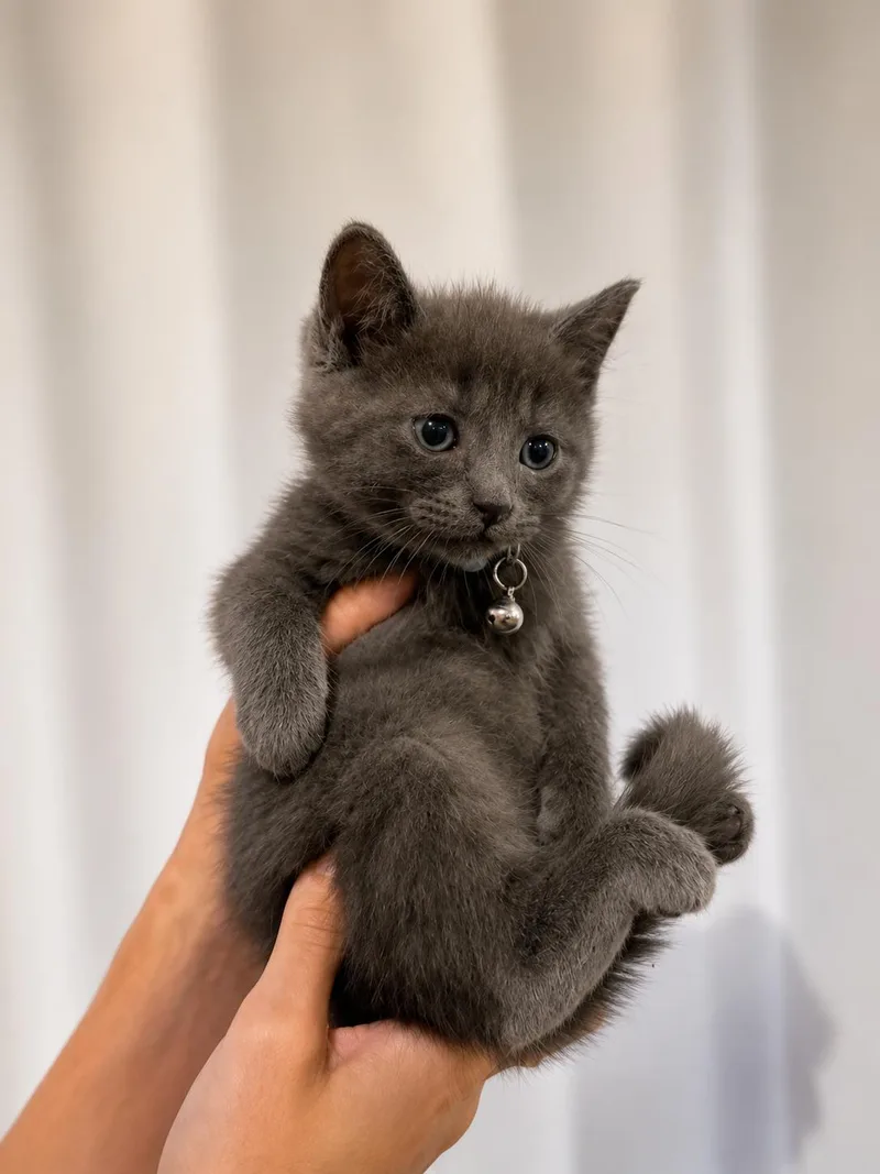 A baby medium-sized female Dilute Calico Russian Blue cat named Ghost Pepper for adoption in Columbus, OH