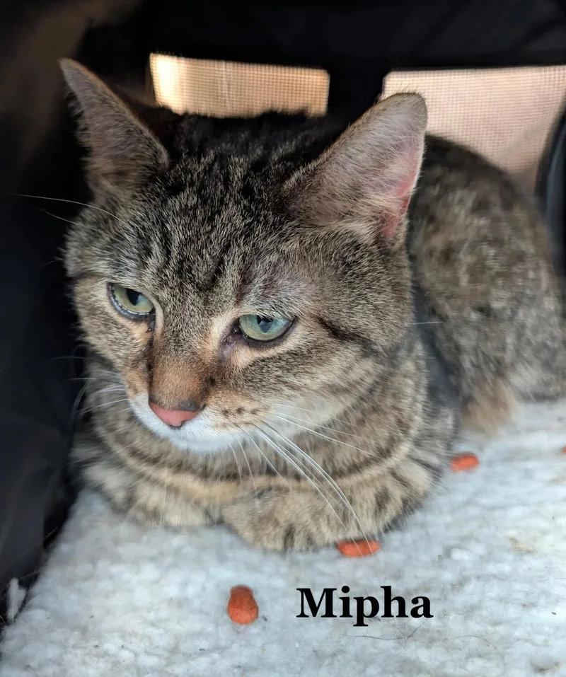 An adult medium-sized female Domestic Short Hair cat named Mipha for adoption in Morehead, KY