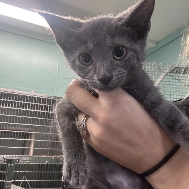 A baby small-sized female Gray & White Domestic Short Hair cat named Cheerio for adoption in Marion, NC