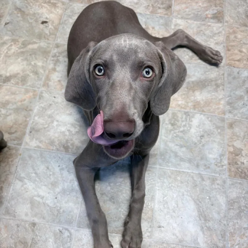 A young medium-sized male Gray / Blue / Silver Weimaraner dog named Hansel for adoption in Boerne, TX
