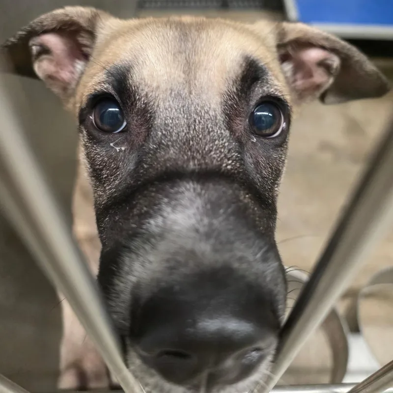 A baby small-sized female Anatolian Shepherd dog named Briar for adoption in Sand Springs, OK