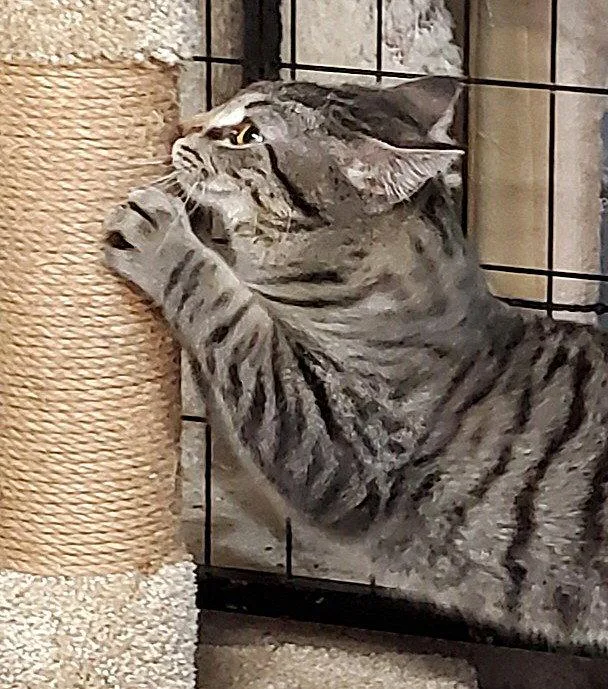 A young medium-sized male Domestic Short Hair cat named Teddy for adoption in Cincinnati, OH