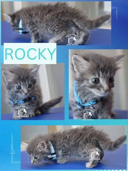 Rocky