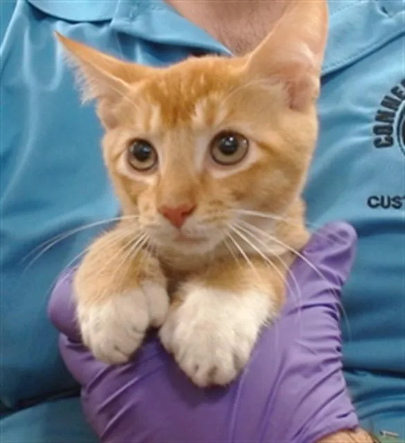 A baby small-sized male Domestic Short Hair cat named George for adoption in Miami, FL