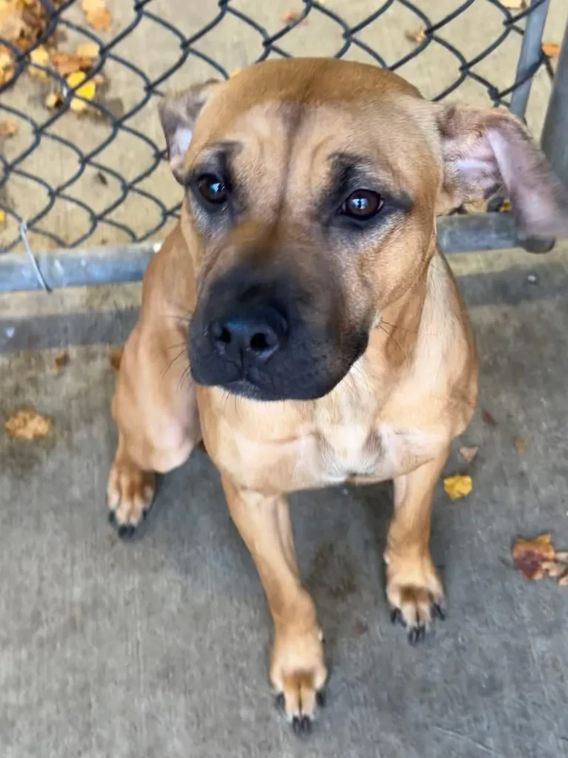 An adult medium-sized female Brown / Chocolate Pit Bull Terrier dog named Killarney for adoption in Chicago, IL