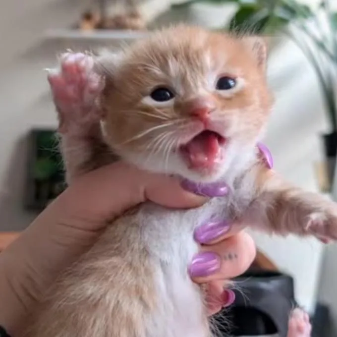 A baby medium-sized female Domestic Short Hair cat named Clementine for adoption in Haddon Heights, NJ
