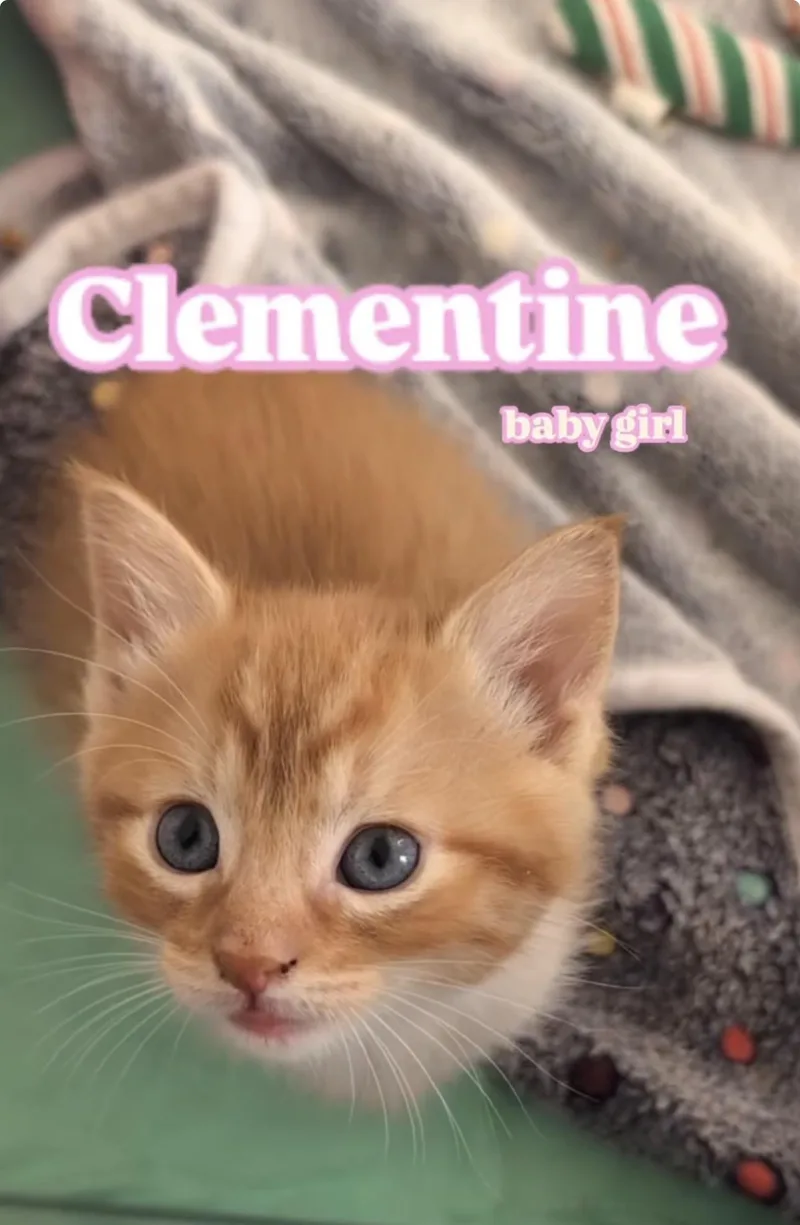 Clementine thumbnail 2