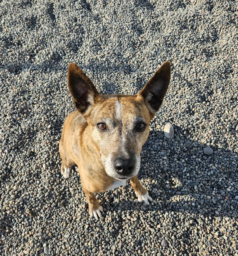 An adult small-sized female Red / Chestnut / Orange Australian Cattle Dog / Blue Heeler dog named Pepper for adoption in Billings, MT