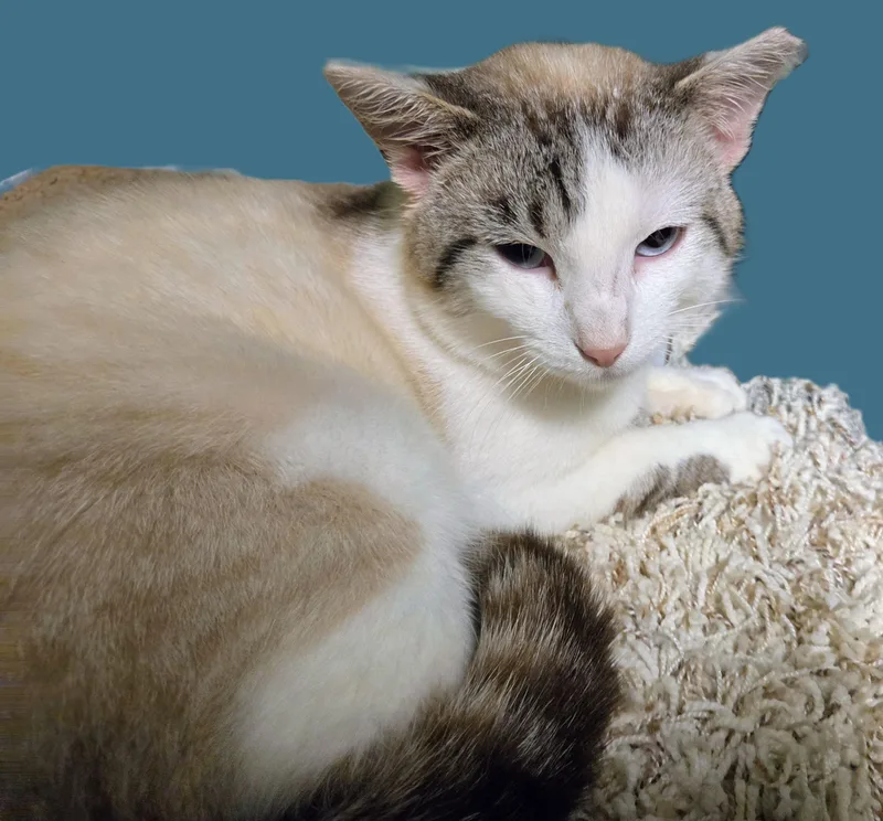 A young medium-sized male Buff / Tan / Fawn Siamese cat named Billie for adoption in New Albany, OH