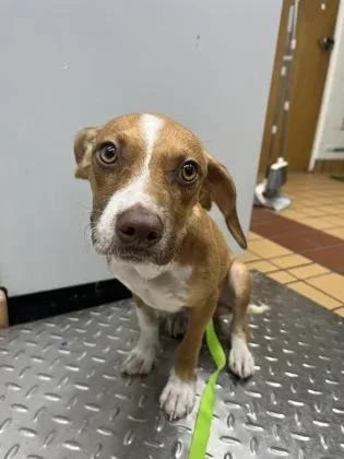 An adult small-sized male Mixed Breed dog named Tank for adoption in Gainesville, FL