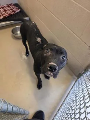 An adult medium-sized female Pit Bull Terrier dog named Twilight for adoption in South Bend, IN