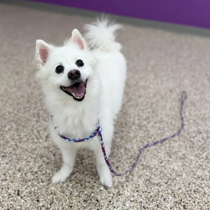 A senior medium-sized male White / Cream American Eskimo Dog dog named Sleet for adoption in Bullhead City, AZ
