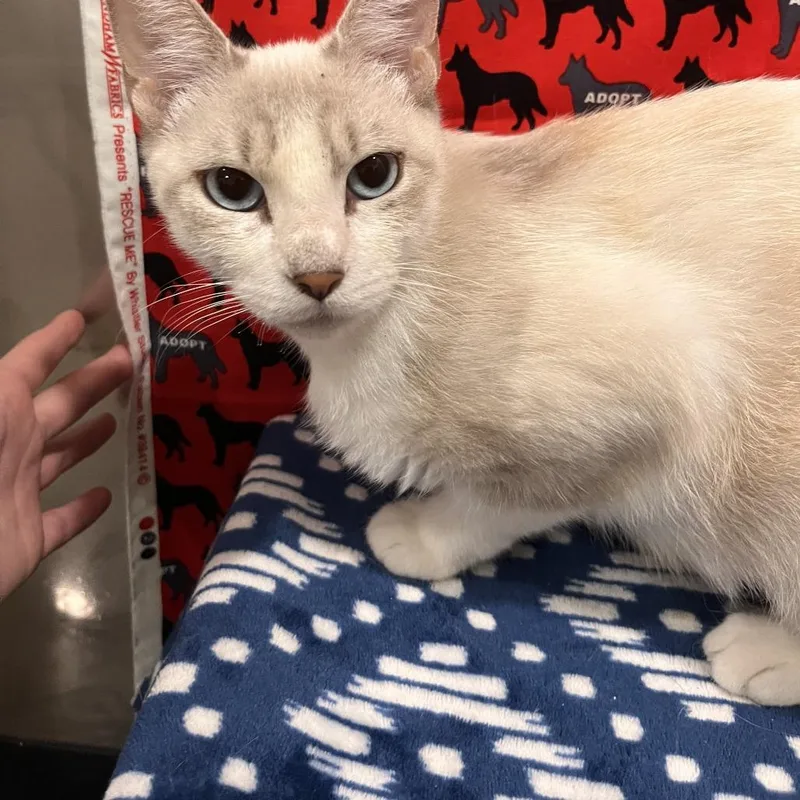 A young medium-sized female Gray / Blue / Silver Domestic Short Hair cat named Rain for adoption in Washburn, MO