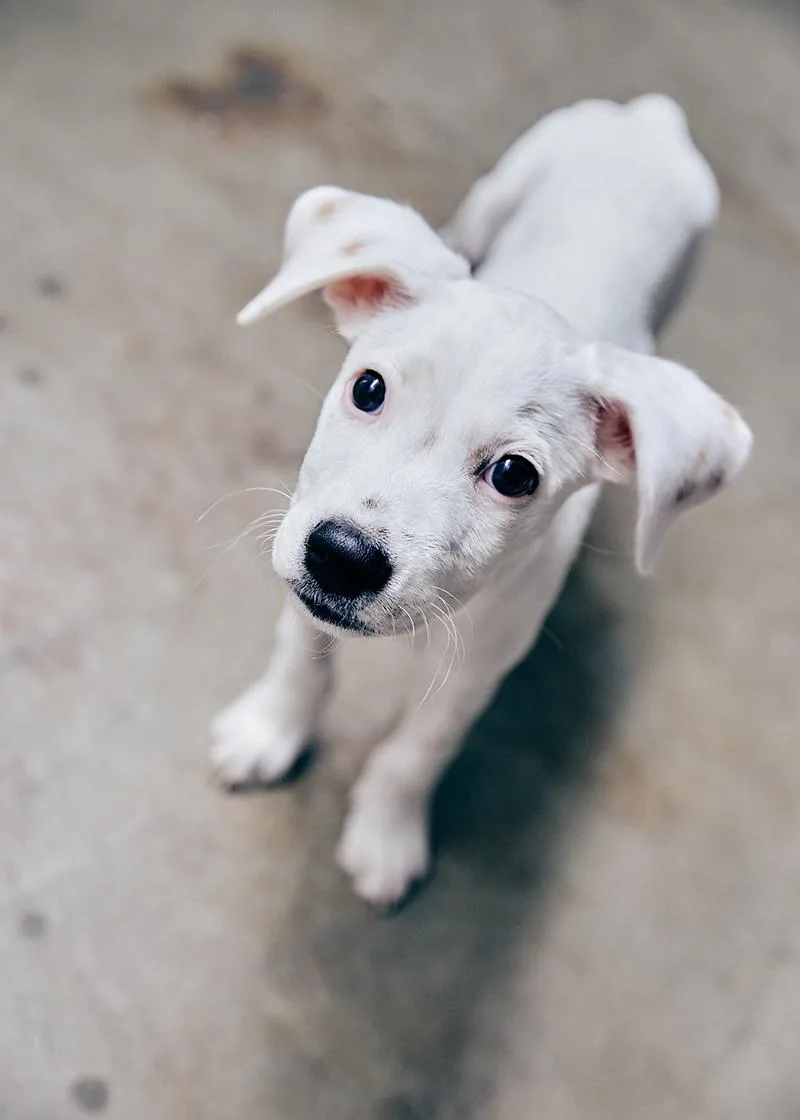 A baby medium-sized male Terrier dog named Cheesecake for adoption in Los Angeles , CA