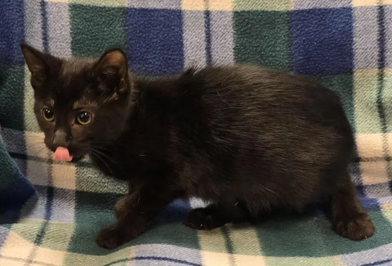 A baby small-sized female Domestic Short Hair cat named Daisy for adoption in Murphysboro, IL