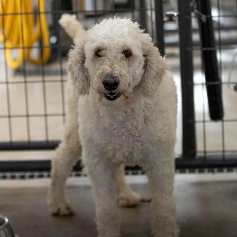 An adult medium-sized female White / Cream Standard Poodle dog named Coral for adoption in Peyton, CO