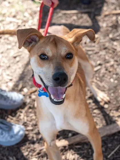 An adult large-sized male Mixed Breed dog named JakJak for adoption in Chamblee, GA