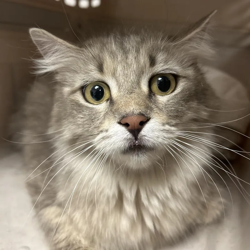 A young medium-sized female Cream / Ivory Domestic Short Hair cat named Haccstray for adoption in Henderson, NV
