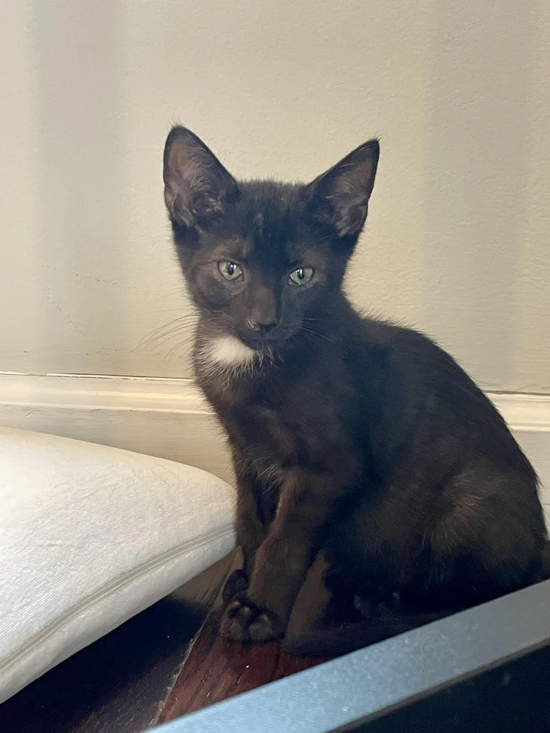 A baby medium-sized male Black Domestic Short Hair cat named Denali for adoption in Haddon Heights, NJ