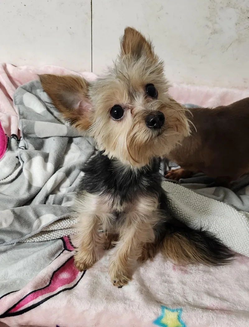 A young small-sized male Black Yorkshire Terrier dog named Stitch for adoption in Liberty Center, OH