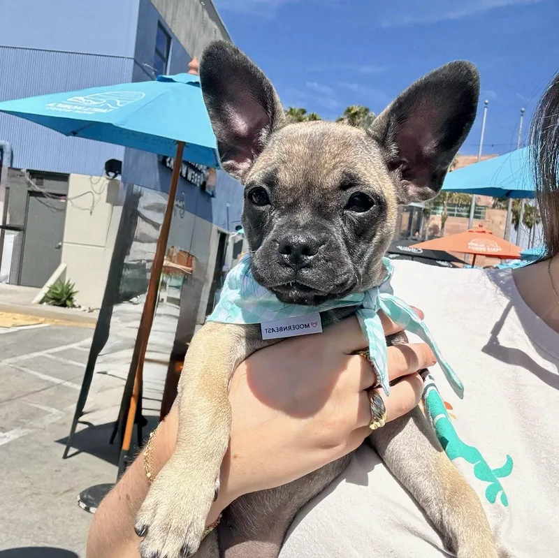 A baby small-sized female Apricot / Beige Chihuahua dog named Kanga for adoption in North Hollywood, CA