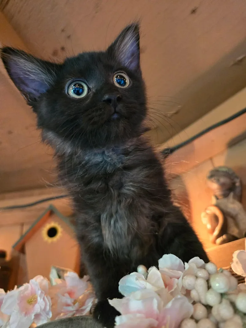 A baby medium-sized male Domestic Short Hair cat named Cletus for adoption in hinckley, IL