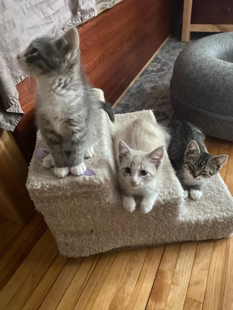 A baby small-sized male Domestic Short Hair cat named Nick Rivers for adoption in Minneapolis, MN