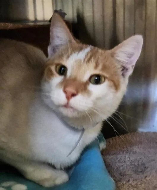 A young medium-sized male Domestic Short Hair cat named Tod for adoption in Houston, TX