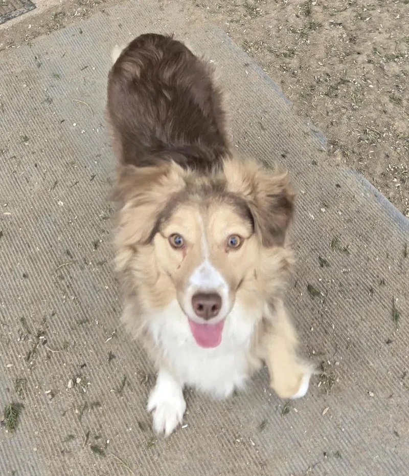 A young small-sized male Australian Shepherd dog named Breeze for adoption in Ringwood, IL